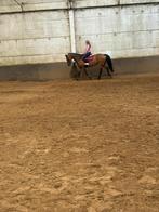 Lease paardje gezocht, Merrie, Springpaard, Minder dan 160 cm, Gechipt