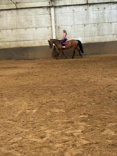 Lease paardje gezocht, Dieren en Toebehoren, Paarden, Merrie, M, Minder dan 160 cm, 7 tot 10 jaar, Springpaard, Met stamboom, Gechipt