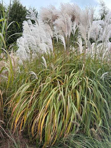 Miscanthus. beschikbaar voor biedingen