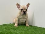 Franse Bulldog pups, Dieren en Toebehoren, België, 8 tot 15 weken, CDV (hondenziekte), Bulldog