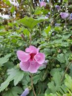 Paarse hibiscus jonge plantjes, Tuin en Terras, Ophalen of Verzenden