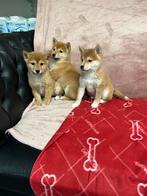 Chiots Shiba, Animaux & Accessoires, 15 semaines à 1 an, Étranger, Parvovirose, Autres races