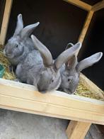 Blauw van ham, Dieren en Toebehoren, Mannelijk, Middelgroot, 0 tot 2 jaar