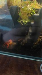 CPO oranje dwergkreeft babies, Dieren en Toebehoren, Vissen | Aquariumvissen