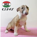 Bull Terriër - pups te koop, Dieren en Toebehoren, Honden | Jack Russells en Terriërs, Bull Terriër, 15 weken tot 1 jaar, Handelaar