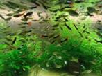 guppy endler, Dieren en Toebehoren, Vis, Zoetwatervis, Schoolvis
