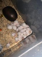 Muis, Ophalen