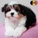 Havanezer - Prachtige pups te koop (Belgische, teefjes), Parvo, België, 8 tot 15 weken, Teef