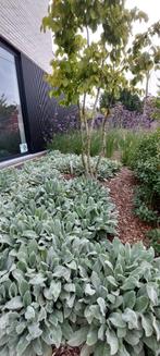 Bodembedekker wintergroen, Ophalen, Bodembedekkers, Volle zon, Vaste plant