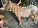 Scheren van paarden en pony’s