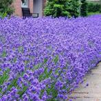 Lavendel, Vaste plant, Ophalen