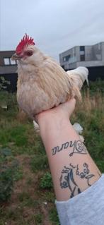 Ukkelse baardkriel hanen zeldzaam kleur, Dieren en Toebehoren, Pluimvee