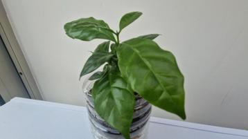 The Coffea Arabica (coffee plant) beschikbaar voor biedingen