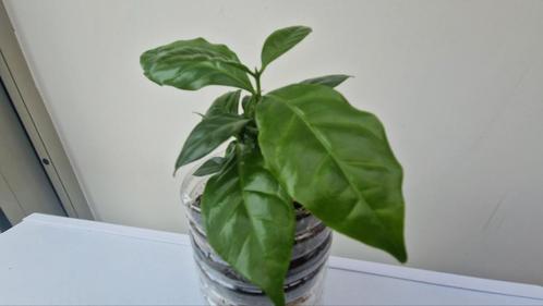 The Coffea Arabica (coffee plant), Huis en Inrichting, Kamerplanten, Ophalen of Verzenden