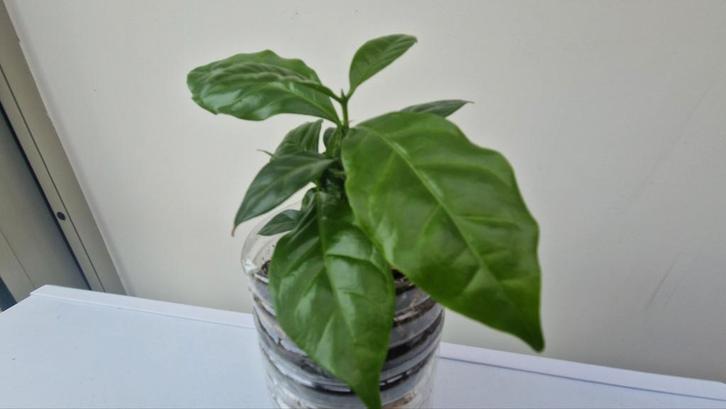 The Coffea Arabica (coffee plant), Huis en Inrichting, Kamerplanten, Ophalen of Verzenden