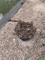 Waterlelies, grote waterlelie plant, wortels., Tuin en Terras, Ophalen, Zo goed als nieuw