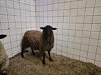 Rammen te koop, Dieren en Toebehoren, Schapen, Geiten en Varkens, Mannelijk, Schaap, 0 tot 2 jaar