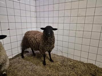 Rammen te koop beschikbaar voor biedingen