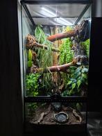 Wimpergekko koppel + terrarium 90x45x45 helemaal aangekleed, Dieren en Toebehoren