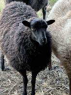 Twee Ouessant ooien, Vrouwelijk, Schaap, 0 tot 2 jaar