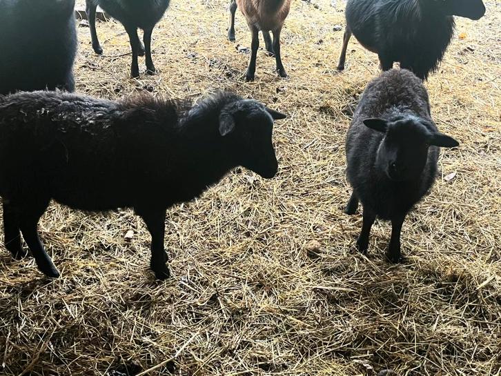 3 drachtige zwarte kameroen ooien, Dieren en Toebehoren, Schapen, Geiten en Varkens, Geit