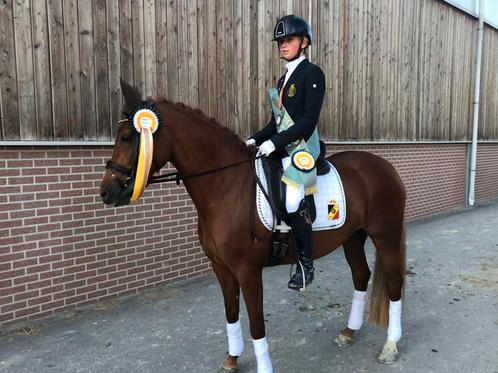 Top D-pony 10 jaar, Dieren en Toebehoren, Pony's, Merrie, ZZ, D pony (1.37m tot 1.48m), Dressuurpony