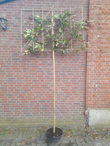 Leiboom photinia fraseri red robin stamhoogte 150 en 180 cm