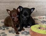 4 prachtige mini pomchis klaar voor vertrek, Dieren en Toebehoren, Honden | Chihuahua's en Gezelschapshonden, België, CDV (hondenziekte)