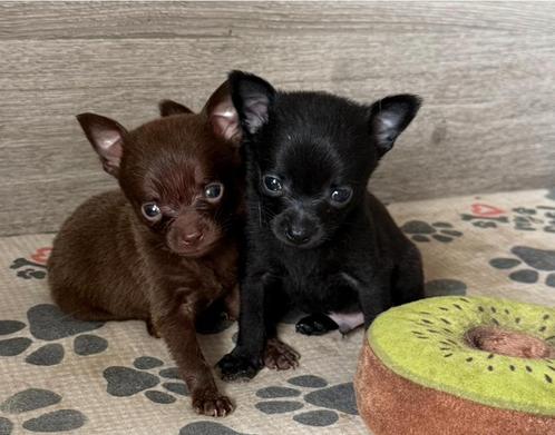 4 prachtige mini pomchis klaar voor vertrek, Dieren en Toebehoren, Honden | Chihuahua's en Gezelschapshonden, Meerdere dieren