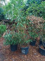 bamboe grofbladig, Tuin en Terras, Planten | Struiken en Hagen, Ophalen, Bamboe