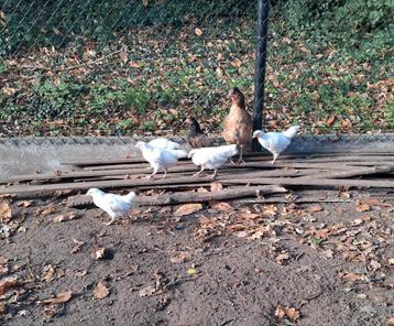 5 kruising leghorn hennen. Zéér goed legras.  beschikbaar voor biedingen