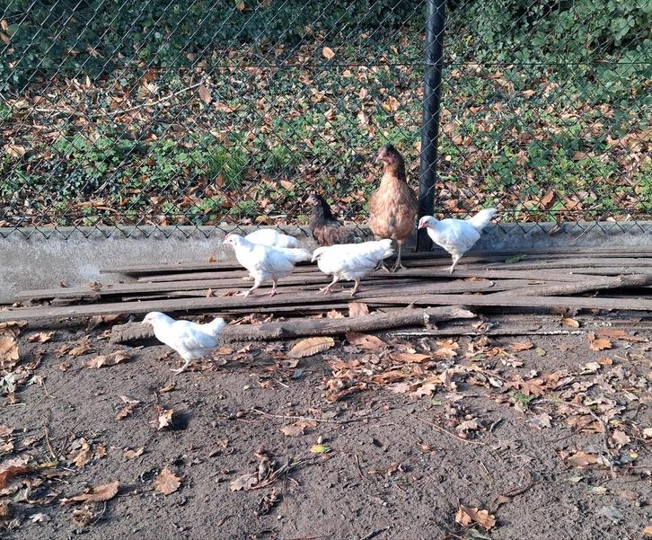 5 kruising leghorn hennen. Zéér goed legras., Dieren en Toebehoren, Pluimvee