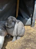 Franse hangoor konijnen, Dieren en Toebehoren, Konijnen, Geslacht onbekend, Groot, Hangoor, 0 tot 2 jaar