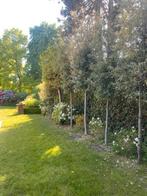 Quercus Ilex, Tuin en Terras, Ophalen, Zomer, In pot