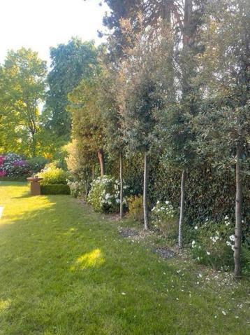 Quercus Ilex beschikbaar voor biedingen