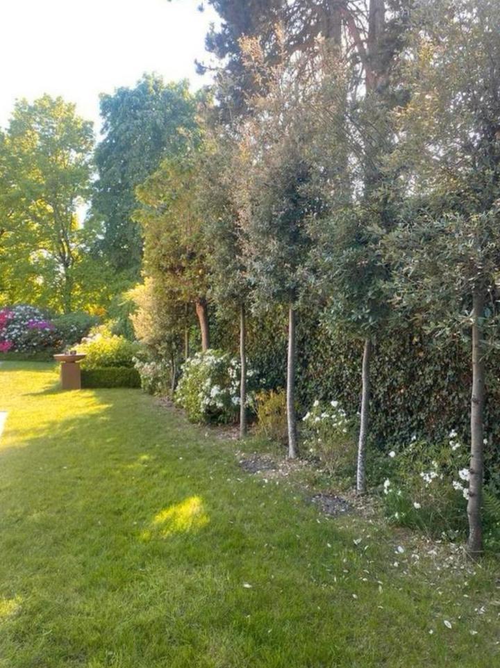 Quercus Ilex, Tuin en Terras, Planten | Bomen, Zomer, In pot, Ophalen