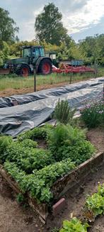 Asperges, Tuin en Terras, Ophalen of Verzenden