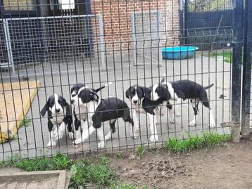 duitse doggen pups beschikbaar voor biedingen