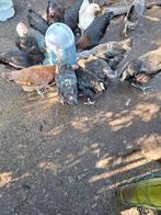 Marans hanen te koop, Dieren en Toebehoren, Pluimvee
