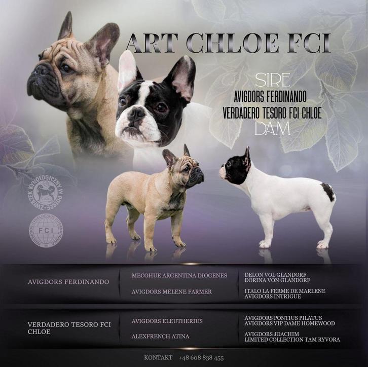 Franse bulldogs van de fokkerij A’Vigdors, Animaux & Accessoires, Chiens | Bouledogues, Pinschers & Molossoïdes, Plusieurs animaux