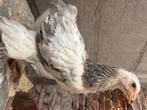 Brahma haan, Dieren en Toebehoren, Pluimvee, Mannelijk, Kip
