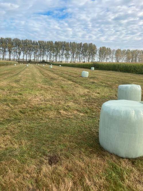 Midibalen voordroog, Dieren en Toebehoren, Schapen, Geiten en Varkens