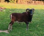 Mooie Soay dekram, Dieren en Toebehoren, Mannelijk, Schaap, 0 tot 2 jaar