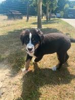 Berner Sennen pups junior, België, Overige rassen, CDV (hondenziekte), 8 tot 15 weken