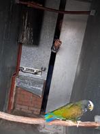 Pionus Senillis Witkop, Dieren en Toebehoren, Mannelijk, Papegaai, Geringd