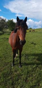 Demi-pension sur poney à Duisburg, Animaux & Accessoires, Chevaux, L