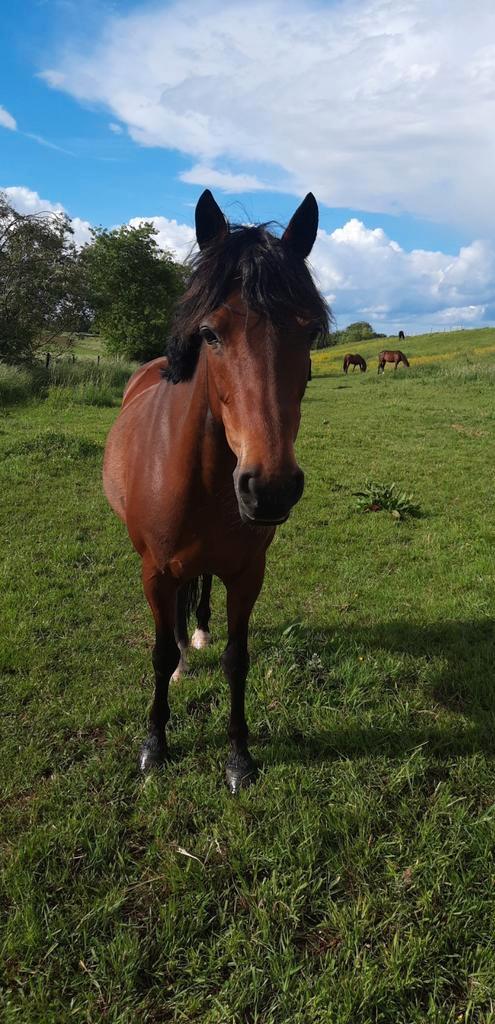 halve stal gezocht op pony in Duisburg, Dieren en Toebehoren, Paarden, L