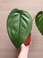 Syngonium chiapense, Huis en Inrichting, Kamerplanten, Ophalen of Verzenden