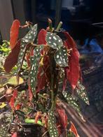Begonia maculata, Huis en Inrichting, Kamerplanten, Ophalen