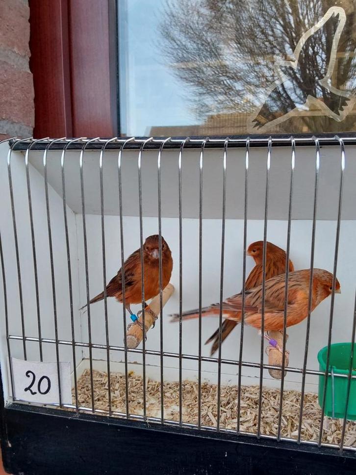 Kanaries, Dieren en Toebehoren, Vogels | Kanaries